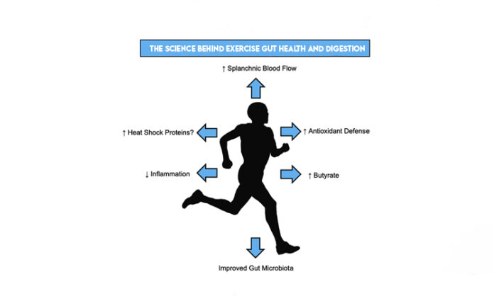 The Science Behind Exercise Gut Health and Digestion